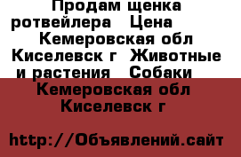 Продам щенка ротвейлера › Цена ­ 6 000 - Кемеровская обл., Киселевск г. Животные и растения » Собаки   . Кемеровская обл.,Киселевск г.